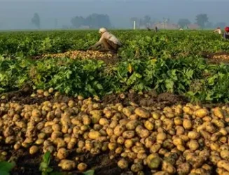 potato-centres-south-asia-regional-centre-in-agra.webp
