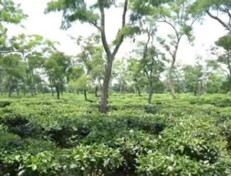 swahid-kanaklata-barua-university.webp