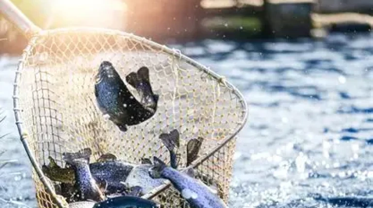 fisheries-sector.webp