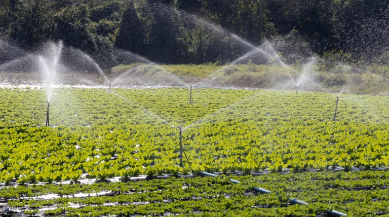 irrigation-system-action-vegetable-planting.webp