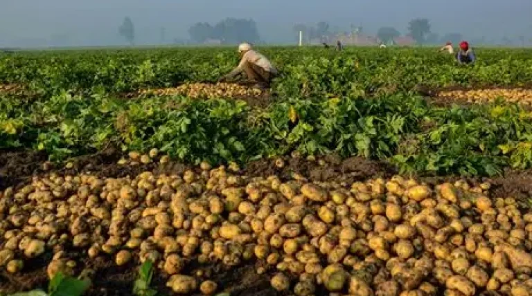 potato-centres-south-asia-regional-centre-in-agra.webp